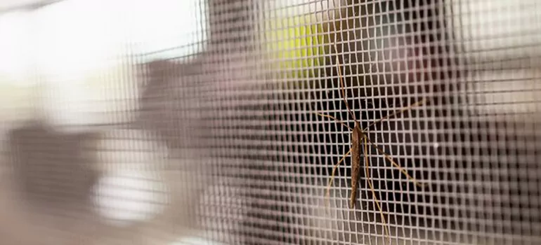 Repair Mosquito Mesh For Windows in Danville, CA